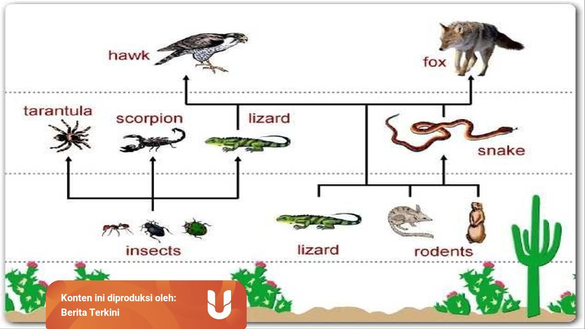 Contoh Food Chain Adalah Biology Diagrams